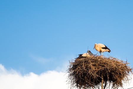 Blue cloudy sky backgrund with young white storks at the nest. Copyspaceの写真素材
