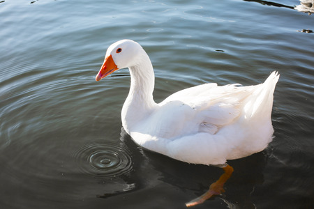 Close up of the white  Goose in the water looking at cameraの写真素材