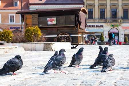Brasov, Romania - March 24, 2015: Pigeons close up and Piata Sfatului - Council Square in downtown of Brasov, Transylvania, Romania at the  backgroundのeditorial素材
