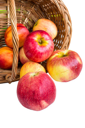 Autumn crop background with Ripe red Apples rolling out of basket on white backgroundの写真素材
