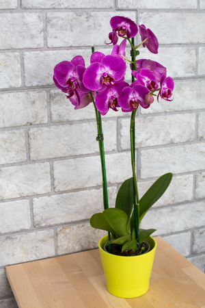 Indoor purple orchid in the flower pot on the table on the gray bricks wall backgroundの写真素材