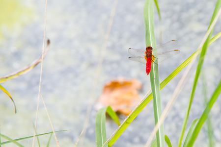 Environment concept background. Red dragonfly resting on a straw, place for text, copyspaceの写真素材