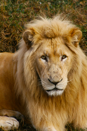 Close up male lion portrait looking to the cameraの写真素材