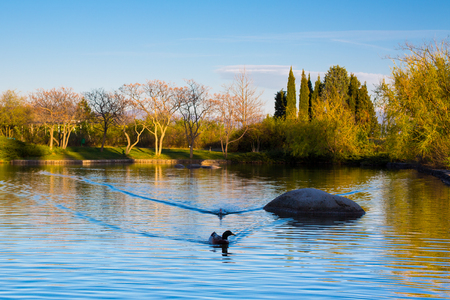 Beautiful Landscape view of the lake, two ducks, trees and stone on the blue sky background from the residence in Sandanski, Bulgaria at springの写真素材