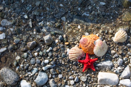 Red Sea star and sea shells at stone beach in the clean water. Travel vacation backgroundの写真素材