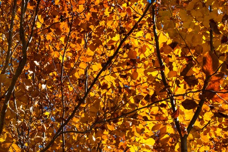 Vibrant Beautiful autumn orange tree leaf background. Forest lightened by sun against blue sky