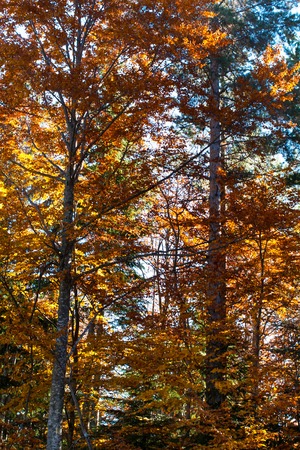 Vibrant Background with Beautiful autumn yellow orange trees in forest lightened by sunの写真素材