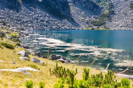 Beautiful Ribno Lake in Pirin mountains near Bansko, Bulgaria with blossoming Water crowfootの写真素材