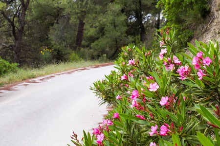 The road in the forest, pink oleander flowers, green pines