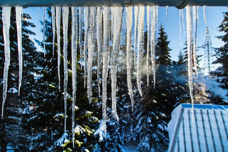 Winter or spring background of bright transparent icicles in the sunlight, pine trees on the backgroundの写真素材