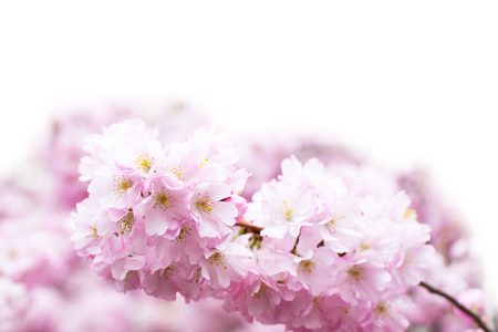 Vibrant spring background with beautiful pink cherry blossom, Sakura flowers branch, copy spaceの写真素材