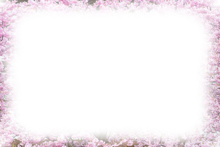 Photo frame background with Beautiful pink cherry blossom, Sakura flowers, copy space, place for textの写真素材