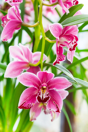 Vibrant holiday background with beautiful close up pink, purple  and white orchid flowers branchの写真素材