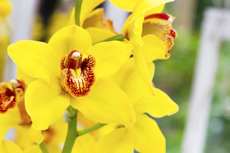 Vibrant colorful  holiday or birthday background with yellow orchid flower blossom closeupの写真素材