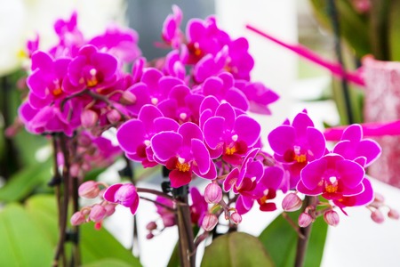 Vibrant holiday background with beautiful close up purple orchid flowersの写真素材