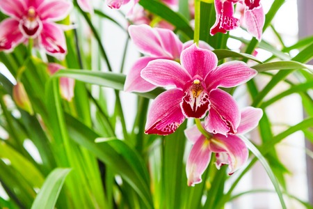 Vibrant holiday background with beautiful close up pink, purple  and white orchid flowers branchの写真素材