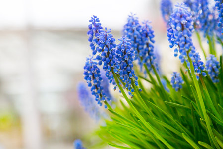 Spring background with vibrant blue flowers grape hyacinth, close-up with copy spaceの写真素材
