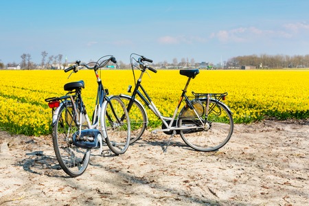 Active cycling holiday travel background with two bicycles near vibrant yellow daffodil blooming field in Hollandの写真素材