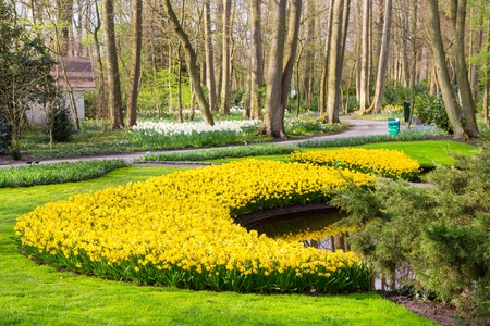 Flower bed with yellow daffodil flowers blooming in spring garden Keukenhof, Lisse, Netherlandsの写真素材