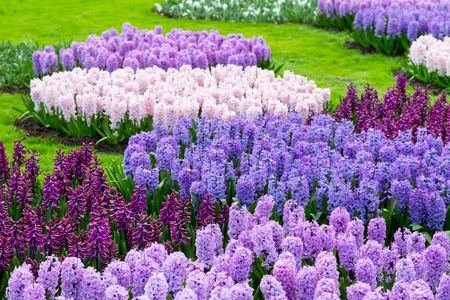 Colorful purple and lilac hyacinth flowers blossom in dutch spring garden Keukenhof, Lisse, Netherlandsの写真素材