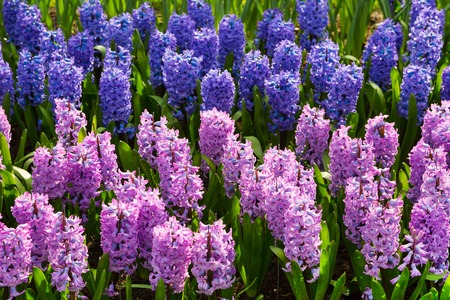 Colorful purple and lilac hyacinth flowers blossom in dutch spring garden Keukenhof, Lisse, Netherlandsの写真素材