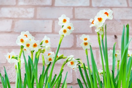 Spring background with row of white and yellow Daffodils on the brick wall backgroundの写真素材