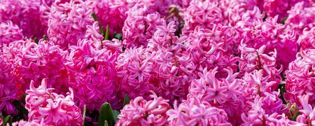 Spring panorama background with vibrant pink Hyacinth flowers macro close upの写真素材