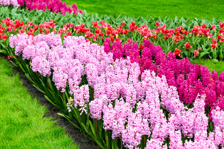 Multicolored Pink flowers Hyacinths and red tupils growing on the flowerbed  in the gardenの写真素材