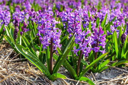 Spring background with vibrant closeup purple lilac Hyacinth flowers on the fieldの写真素材