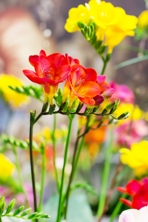 Vibrant closeup flower of red alstroemeria on green background with copy spaceの写真素材