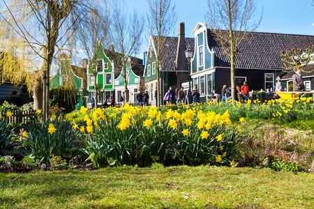 Zaanse schans, Netherlands - April 1, 2016: Zaanse Schans village, Holland, green houses, people, focus on yellow daffodil flowersのeditorial素材