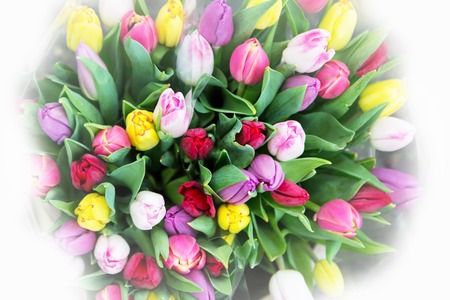 Spring flowers,  top viewview of bouquet of fresh multicolor tulipsの写真素材