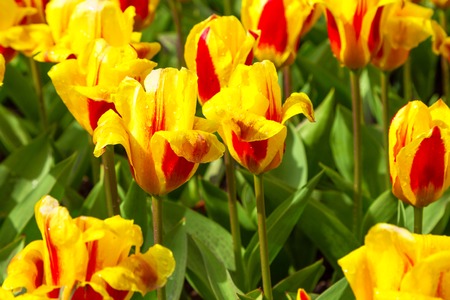 Vibrant yellow and red tulips with water drops background,  flowerbed after rain postcard, spring flower gardenの写真素材