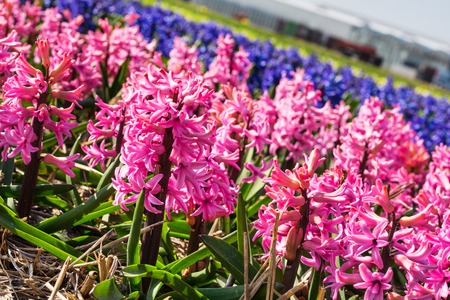 Spring background with vibrant pink and blue Hyacinth flowers growing on the field in Hollandの写真素材
