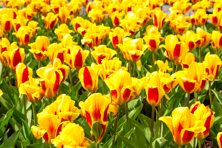 Vibrant yellow and red tulips with water drops background,  flowerbed after rain postcard, spring flower gardenの写真素材