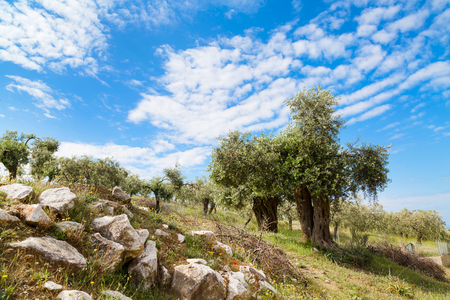 Summer vacation background with greek island Thassos, olive trees and blue cloudy sky, Greeceの写真素材