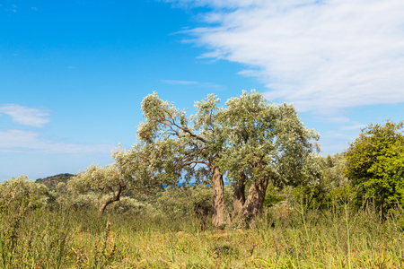 Summer vacation background with greek island Thassos, olive trees and blue cloudy sky, Greeceの写真素材