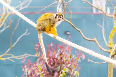 Close-up portrait of Common Squirrel Monkey showing tongue, sitting on the treeの写真素材