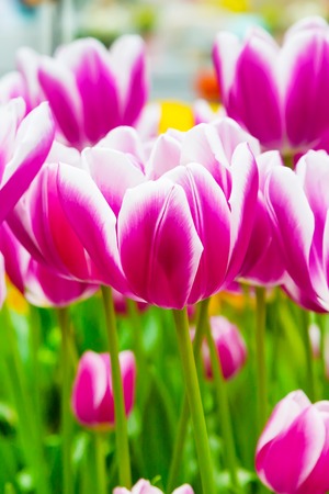 Vibrant colorful panoramic holiday or birthday background with beautiful closeup white with purple tulips flowerbedの写真素材