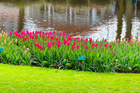 Colorful pink red tulips flowerbed near water in spring flower gardenの写真素材