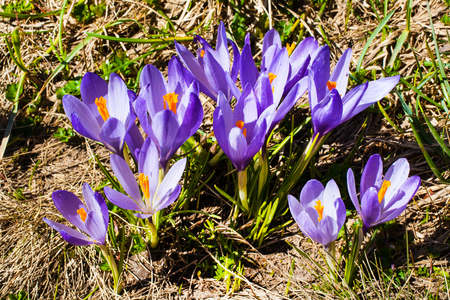 Spring background with close-up group of blooming crocuses spring flowersの写真素材