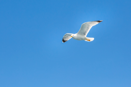 White seagull flying in the clean blue sky with wings spreaded. Freedom concept. Place for textの写真素材