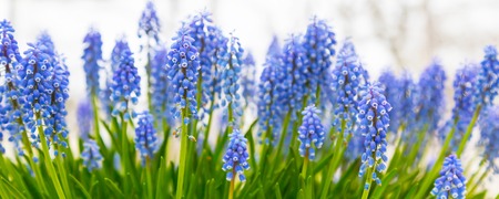 Spring panorama background with vibrant blue flowers grape hyacinth, close-up with copy spaceの写真素材