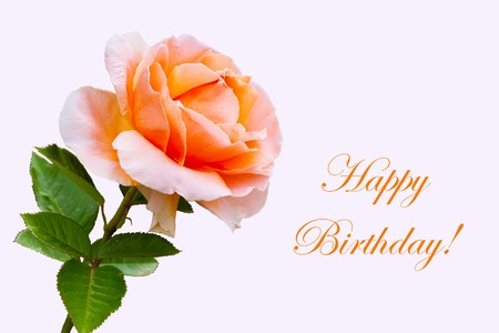 Close-up beautiful rose flower, holiday happy birthday cardの写真素材