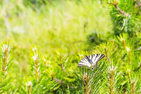 Environment ecology summer background with butterfly and green plants with copy spaceの写真素材