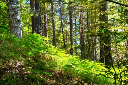 Dream green fairy tale forest with ferns, sun, treesの写真素材