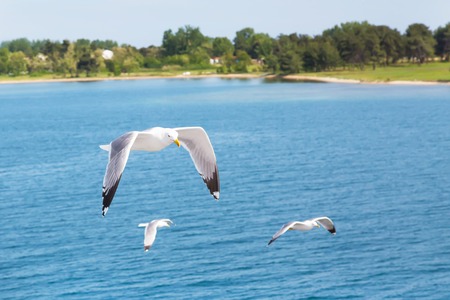 White seagull flying over water. Freedom concept. Place for textの写真素材