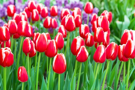Vibrant colorful  holiday or birthday background with beautiful red and white tulips flowerbedの写真素材