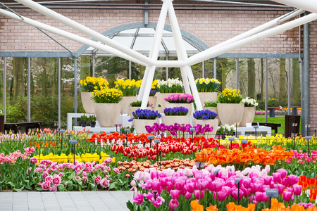 Lisse, Netherlands - April 4, 2016: Colorful tulips flower blossom in pavillion of dutch spring garden Keukenhof, Lisse, Netherlandsのeditorial素材