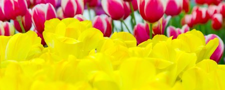 Colorful panoramic flowerbed with yellow and red tulips, spring flower gardenの写真素材
